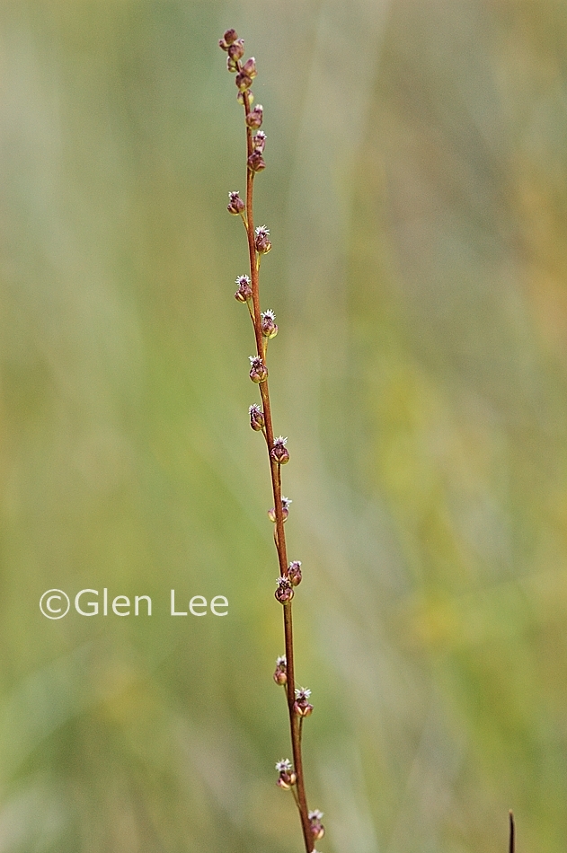 Triglochin palustris photos Saskatchewan Wildflowers
